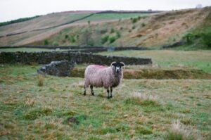 Brexit oferuje „najlepszą szansę” na zakaz eksportu żywych zwierząt